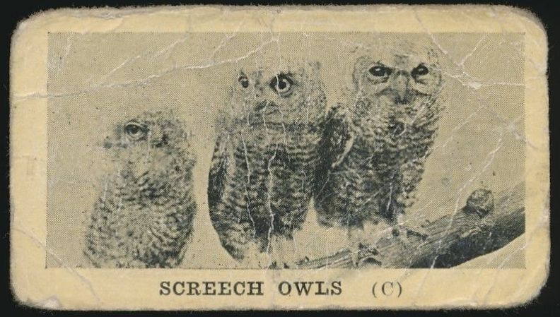 44 Screech Owls
